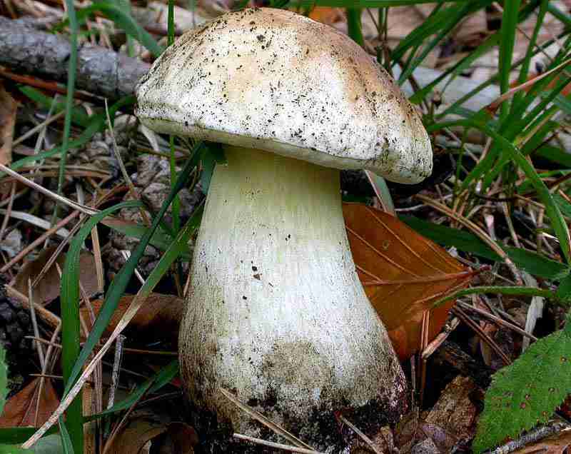  Image name: 46 Porcino.jpg 
 width: 800 pixel 
 height: 636 pixel 
 Size: 46975 bytes 
 Click to enlarge 